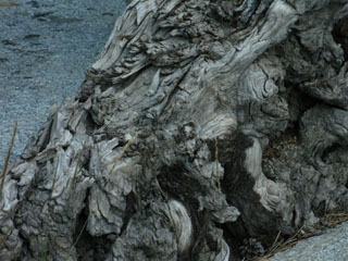 Narly trunk of tree growing out of thin granite crack